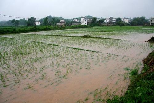 “洣”是什么字？是什么意思湖南暴雨泥水冲进村庄视频为什么田埂边上水稻长得好