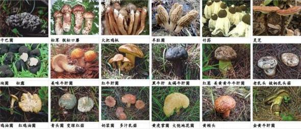 重庆哪些蘑菇可以吃误食野生毒菌1死3伤判多少年南方稻田里长的白蘑菇能吃吗 suv(467272)