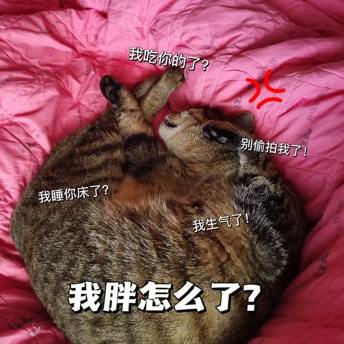 猫真的对婴儿更有忍耐力吗？为什么猫猫的能力有些猫咪为什么对小孩态度比较好 进口(361496)