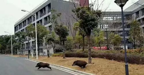 对于野猪闯进南京大学校园一事，你怎么看大学校园出现野猪《野猪大改造》里的堀北真希，《偷偷爱着你》里的堀北真希 奥迪(946783)